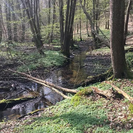 Am Waldessaum Bei Hohenzieritz